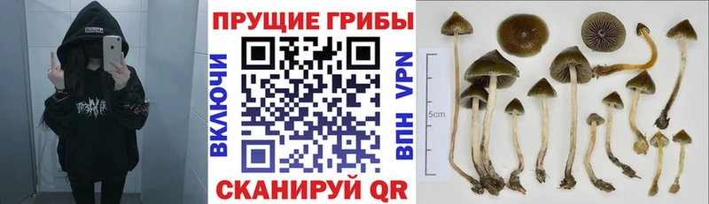 Псилоцибиновые грибы Magic Shrooms  Красный Холм 